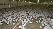 Птицекомплекс по выращиванию курицы высокого качества Киев