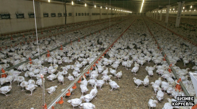 Птицекомплекс по выращиванию курицы высокого качества Київ - изображение 1