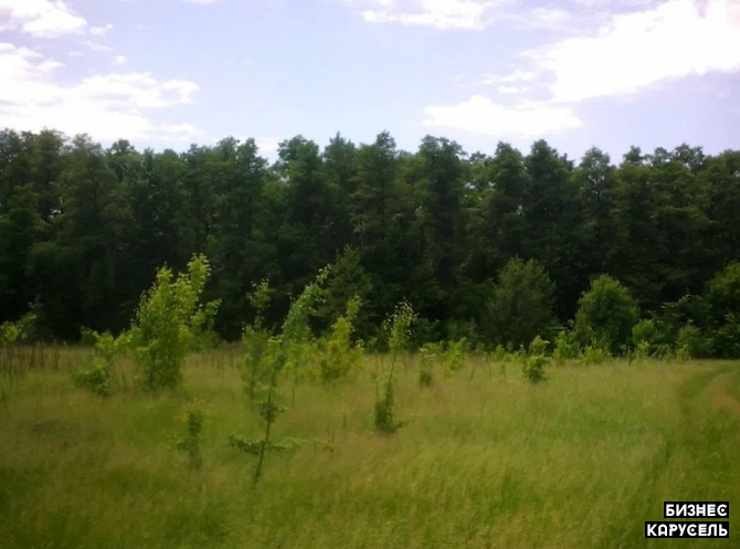 Продам участок 24 сотки в лесу Киев - изображение 1