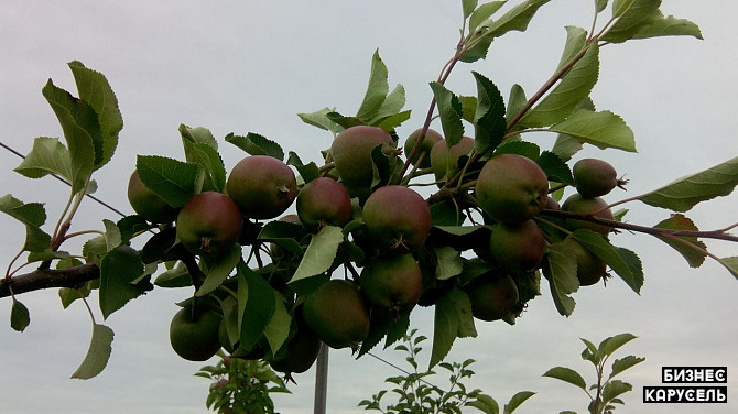 продажа Агробизнеса по промышленному выращиванию яблок Турийск - изображение 1