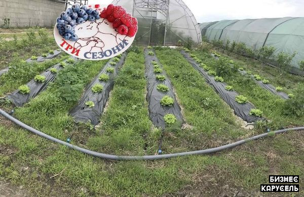 Фермерское хозяйство по выращиванию овощей и ягод "Три Сезона" Киев - изображение 1